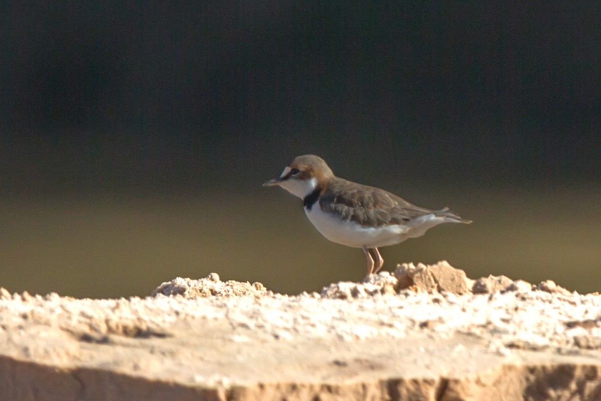Collared Plover - ML641477629