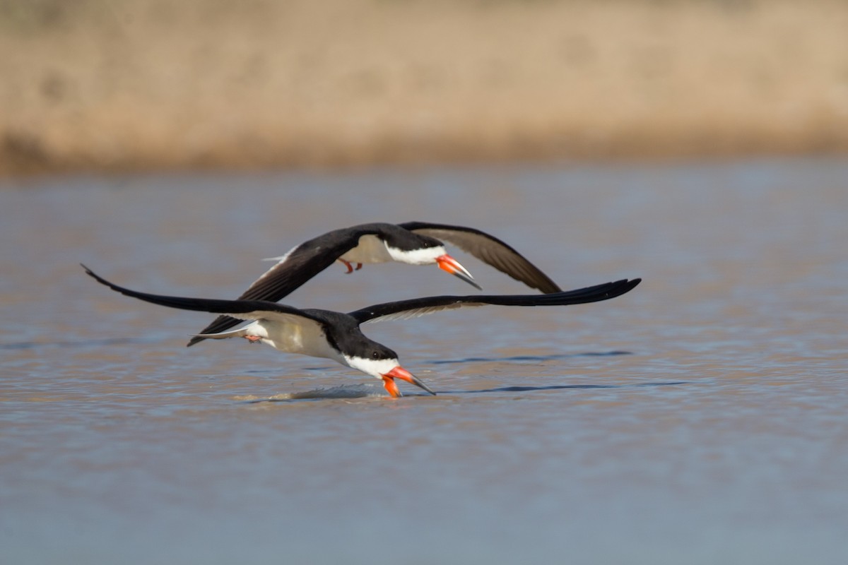 Black Skimmer - ML641477639