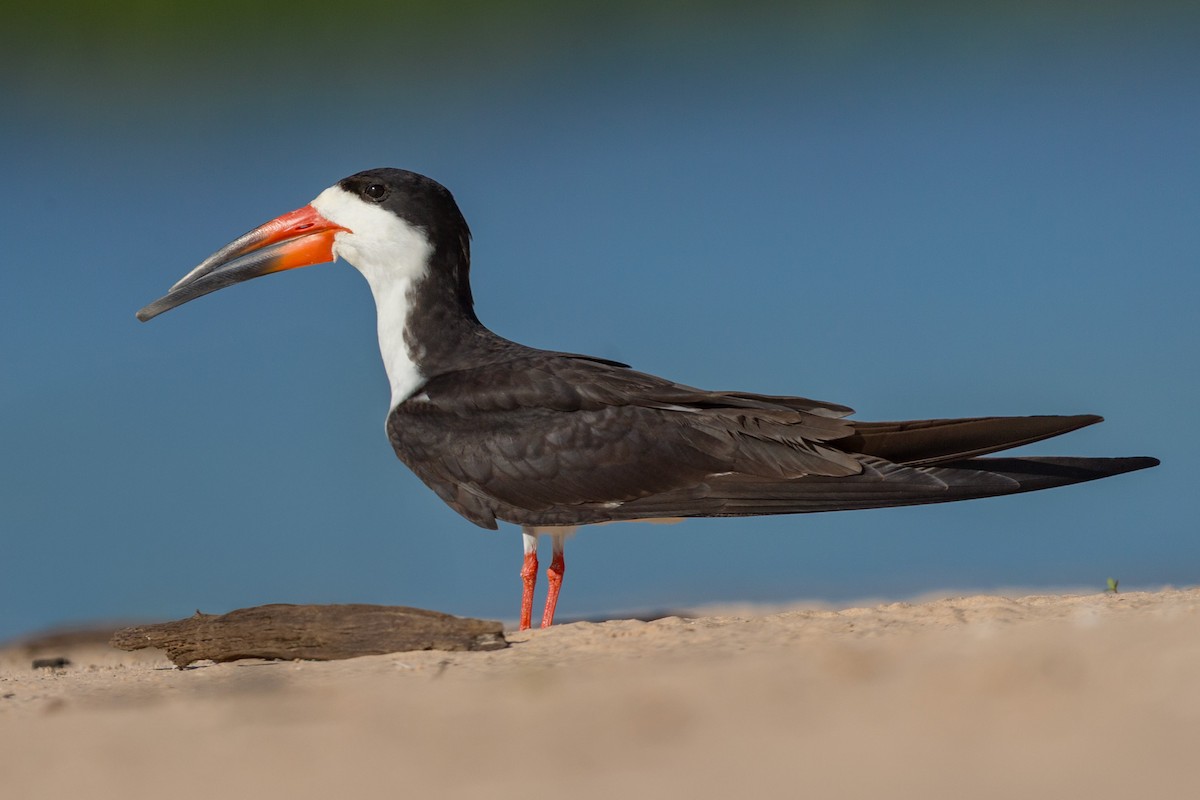 Black Skimmer - ML641477640