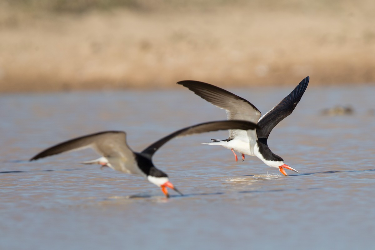 Black Skimmer - ML641477641