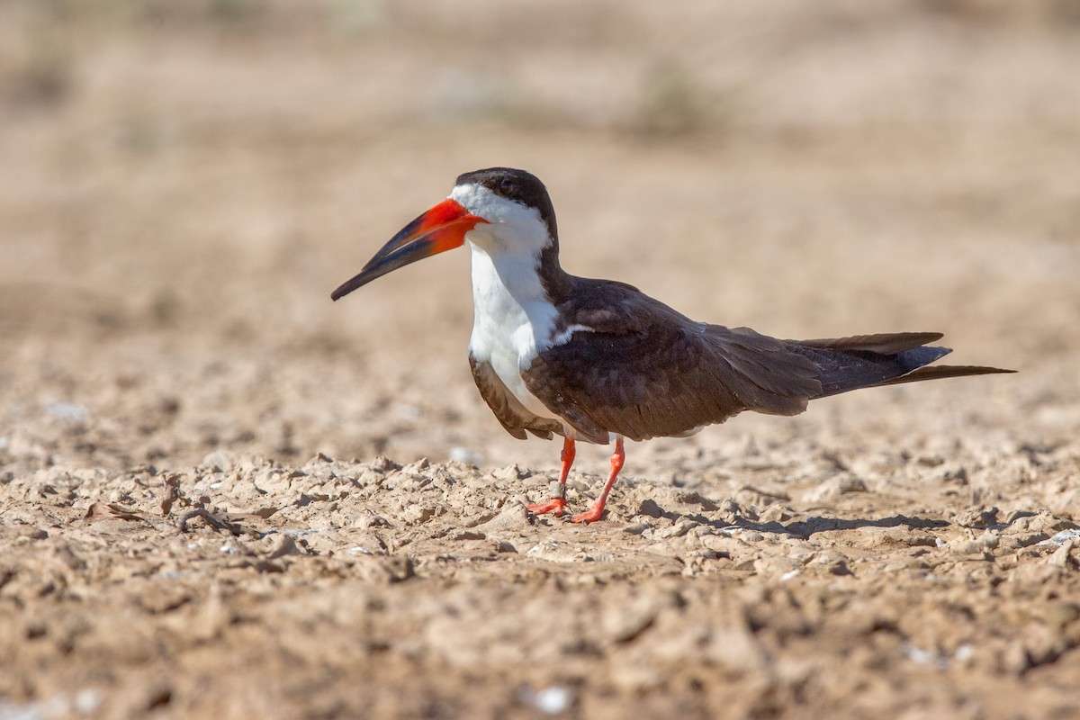 Black Skimmer - ML641477642