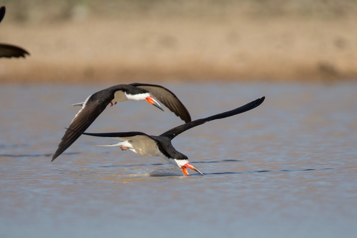 Black Skimmer - ML641477643