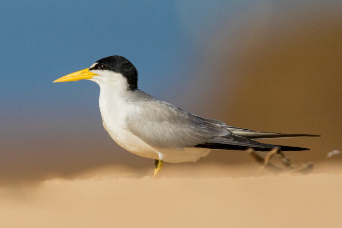 Yellow-billed Tern - ML641477646