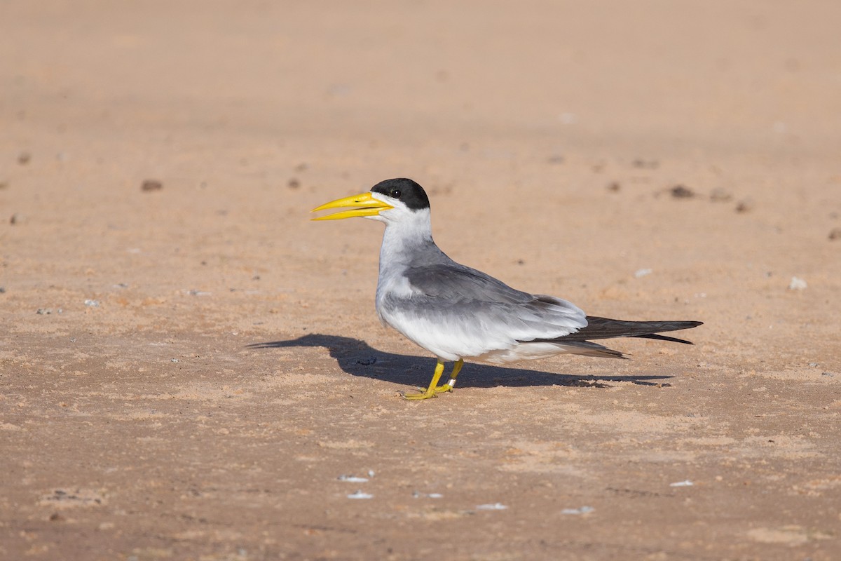 Large-billed Tern - ML641477656