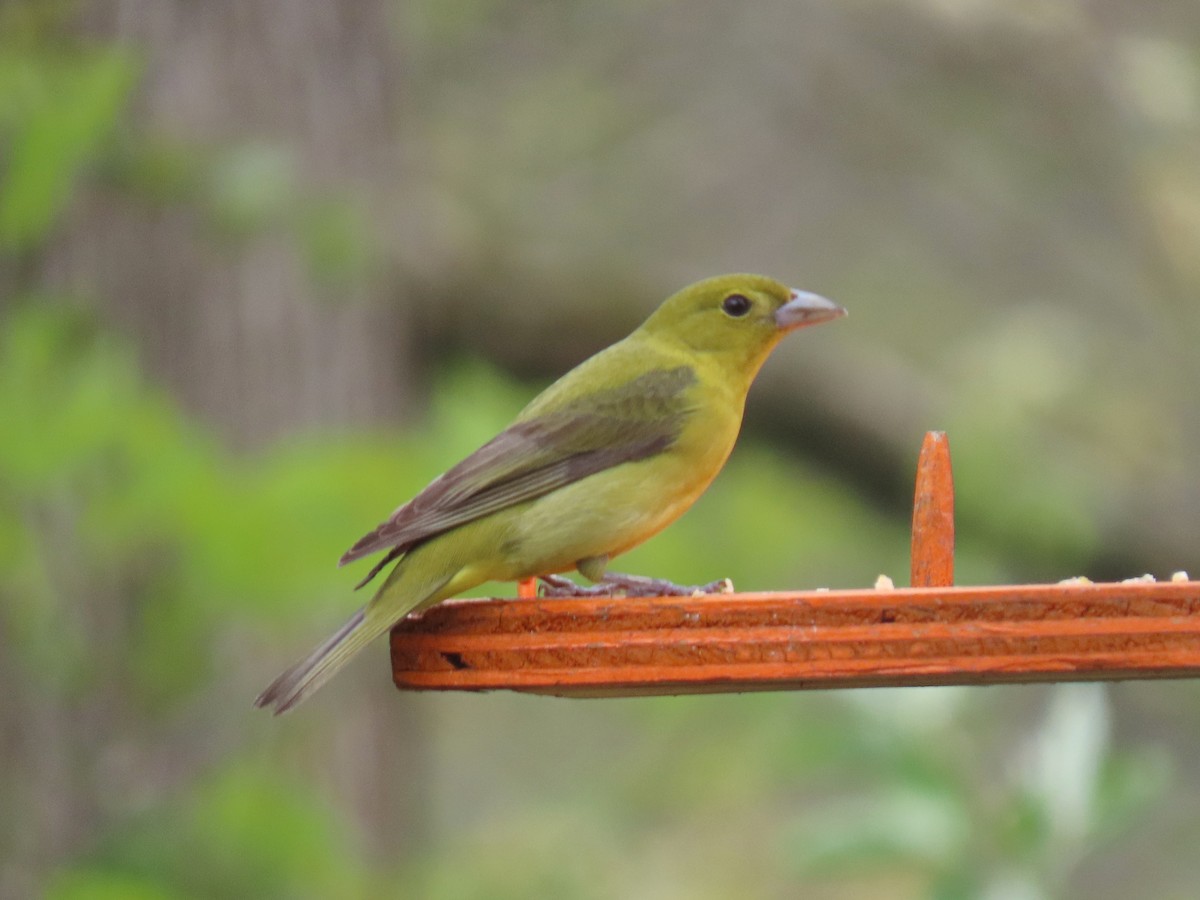 Scarlet Tanager - ML641477657