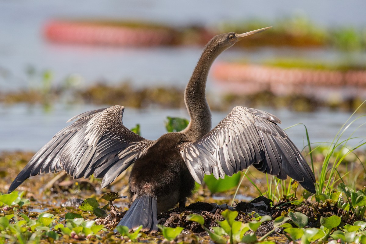 Anhinga - ML641477658