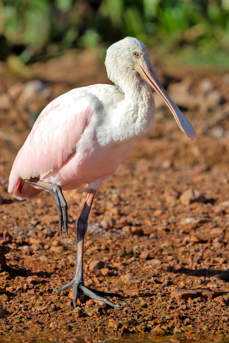 Roseate Spoonbill - ML641477660