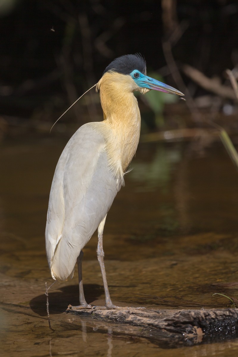Capped Heron - ML641477661