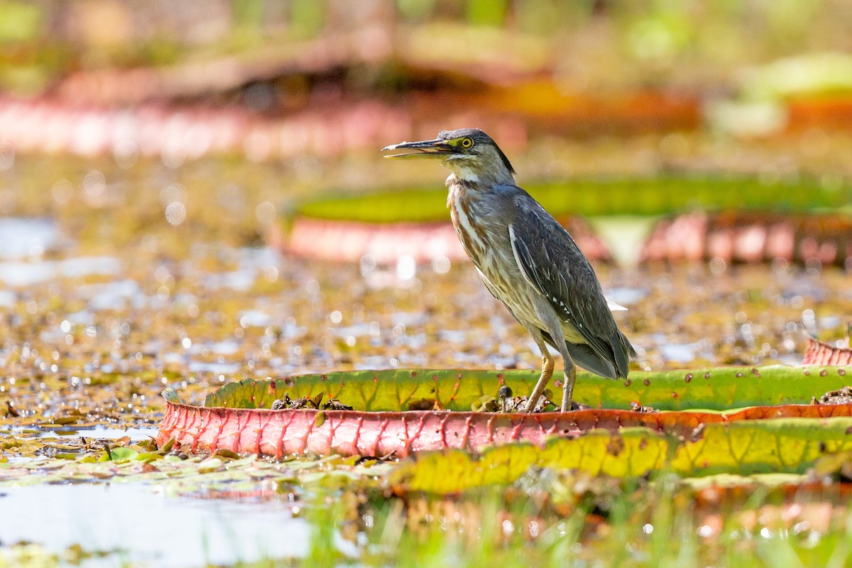 Striated Heron - ML641477666
