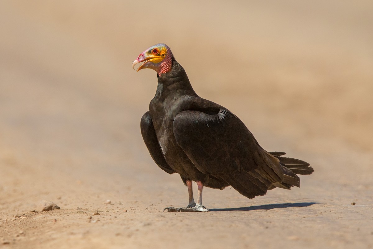 Lesser Yellow-headed Vulture - ML641477671