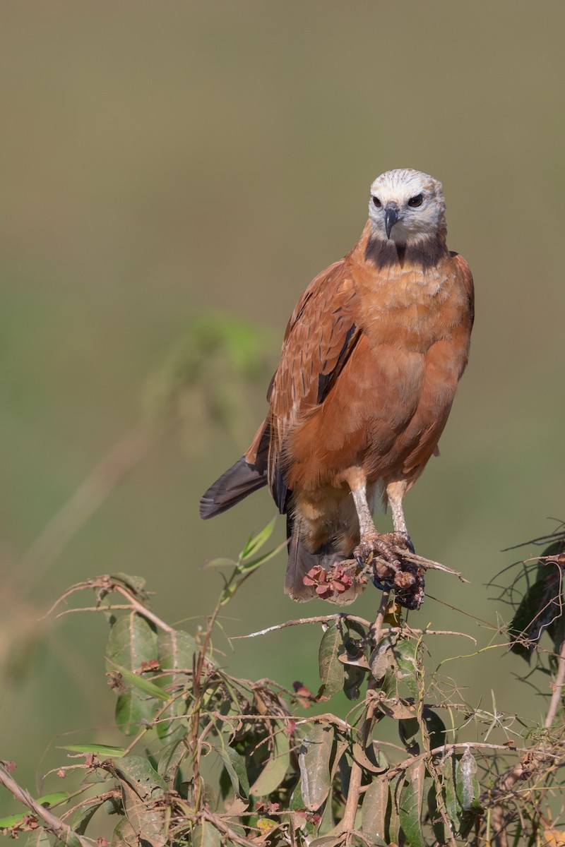 Black-collared Hawk - ML641477672