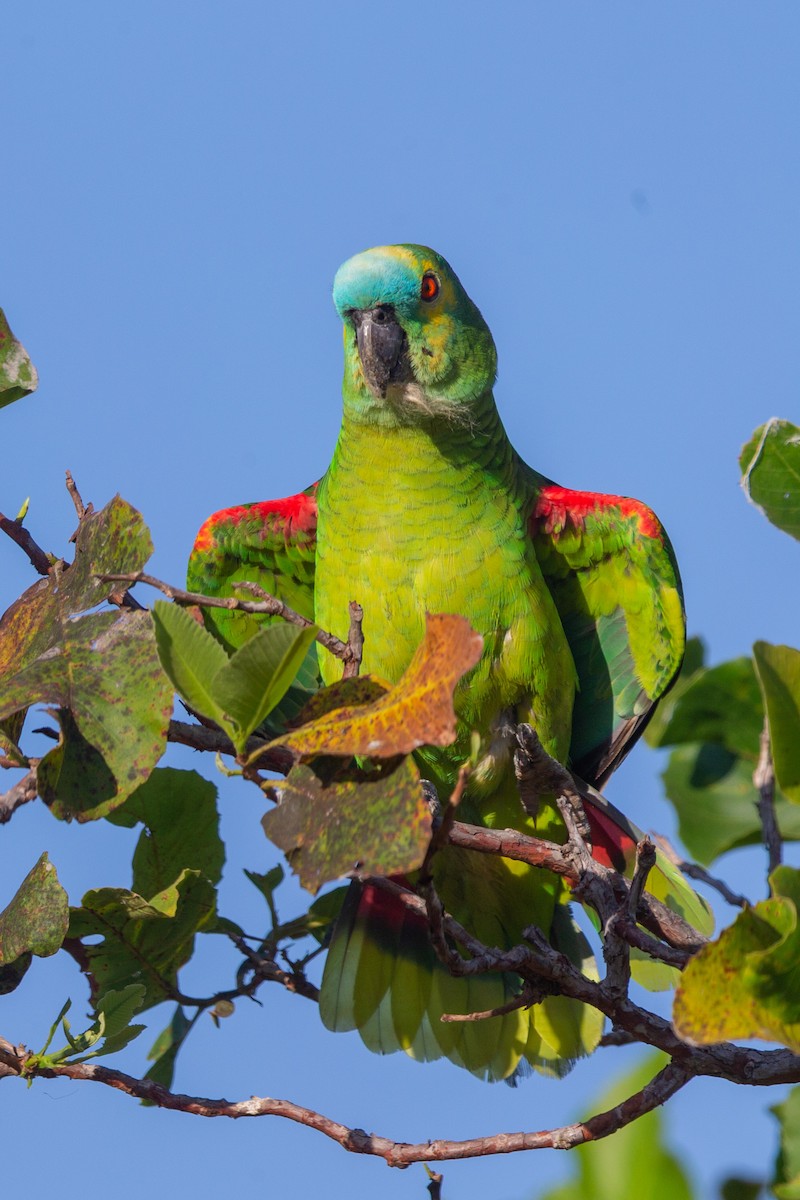 Turquoise-fronted Amazon - ML641477675
