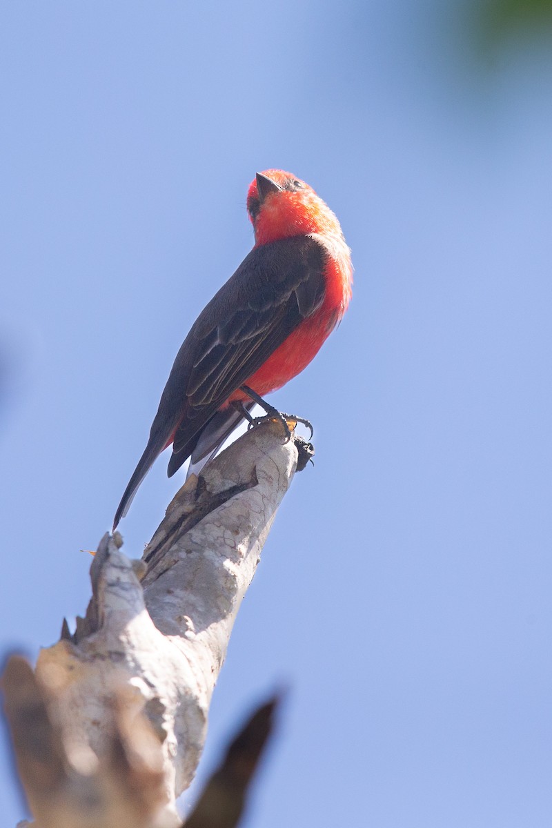 Vermilion Flycatcher - ML641477679