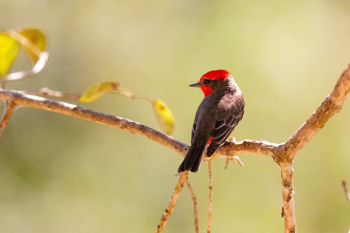 Vermilion Flycatcher - ML641477680