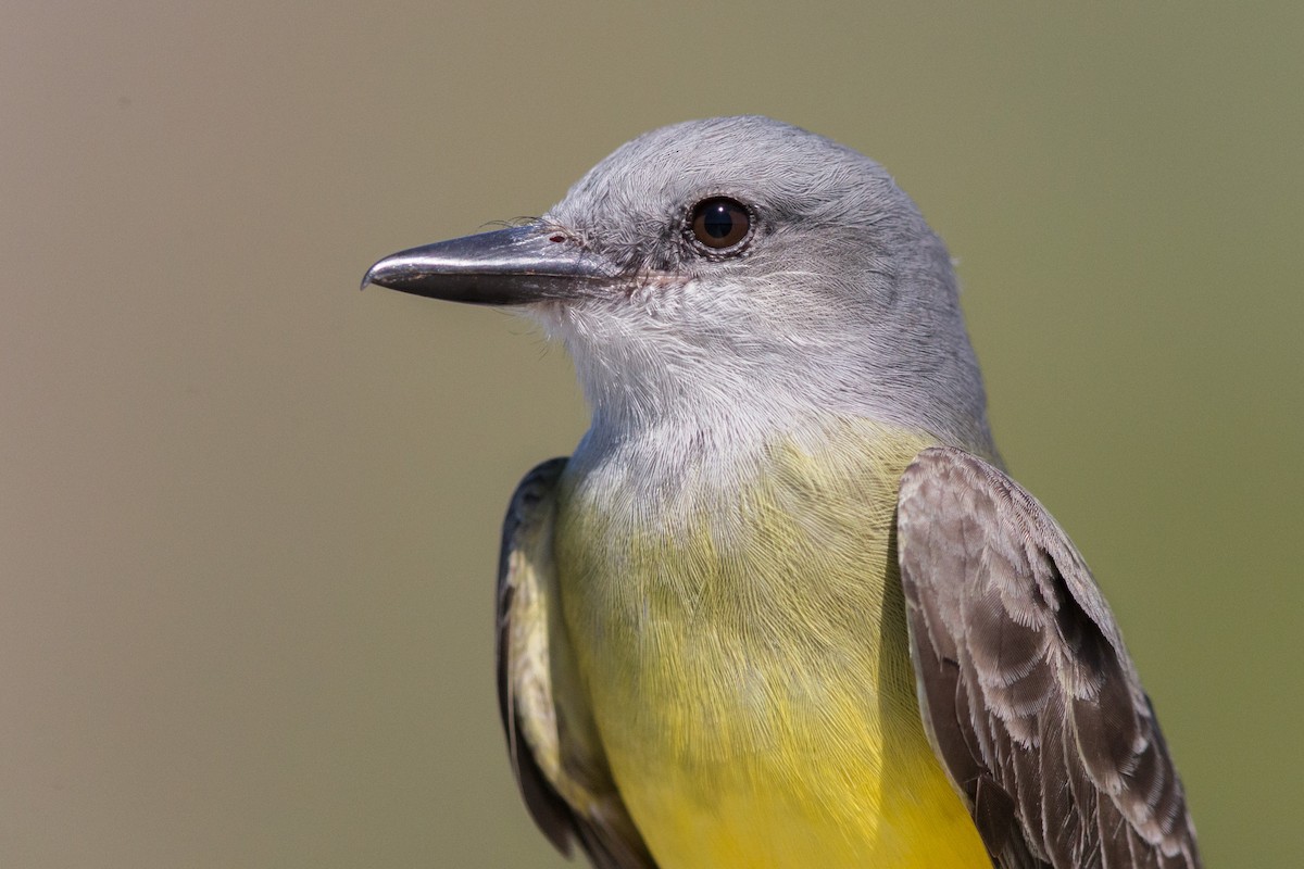 Tropical Kingbird - ML641477683