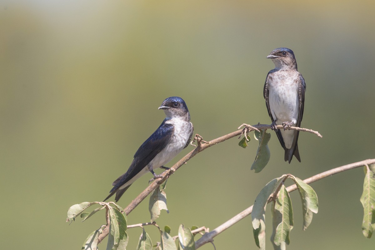 Gray-breasted Martin - ML641477684