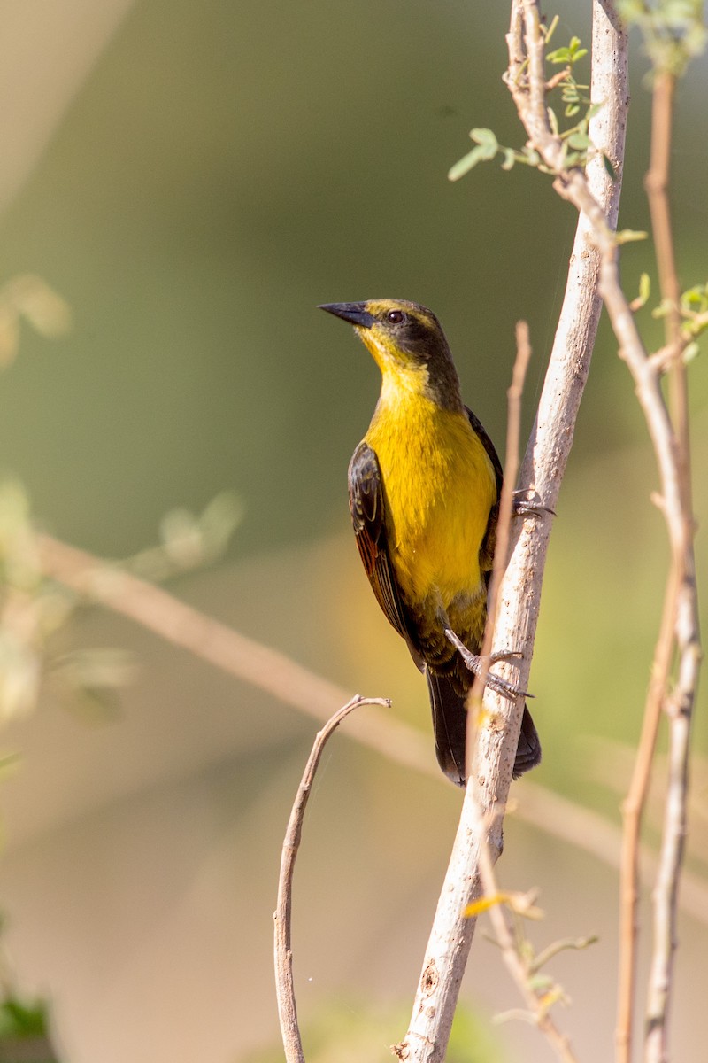 Unicolored Blackbird - ML641477685