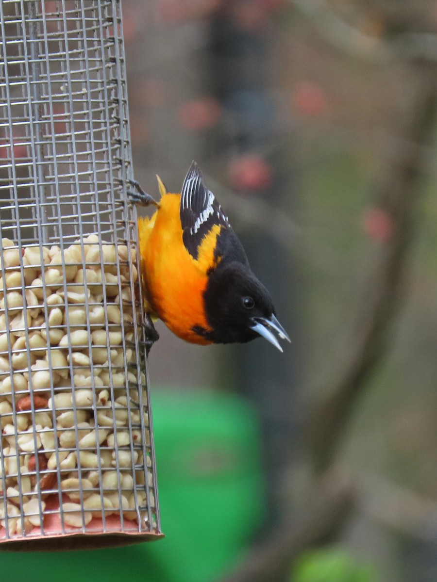 Baltimore Oriole - ML641477712