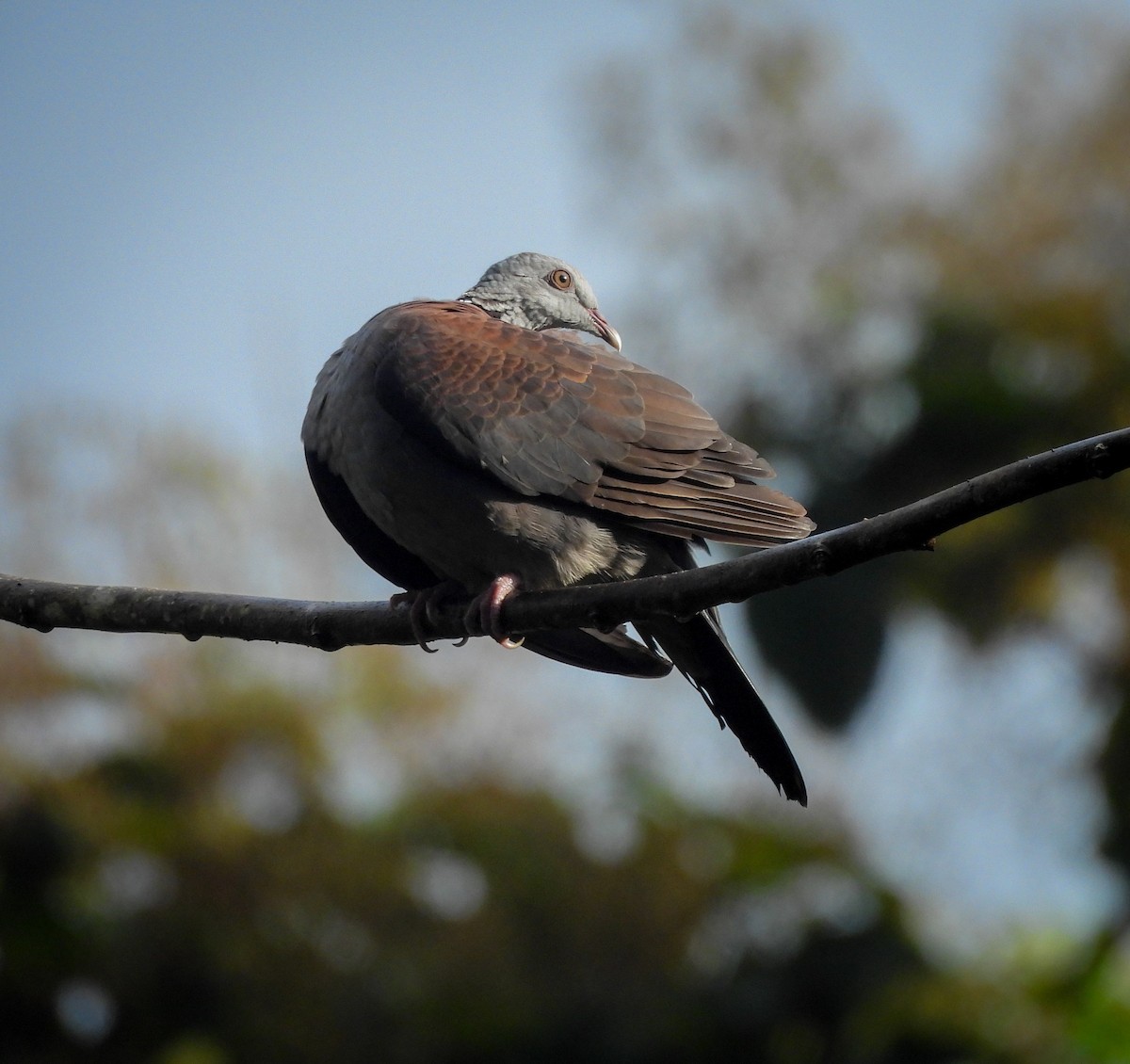 Nilgiri Wood-Pigeon - ML641477714
