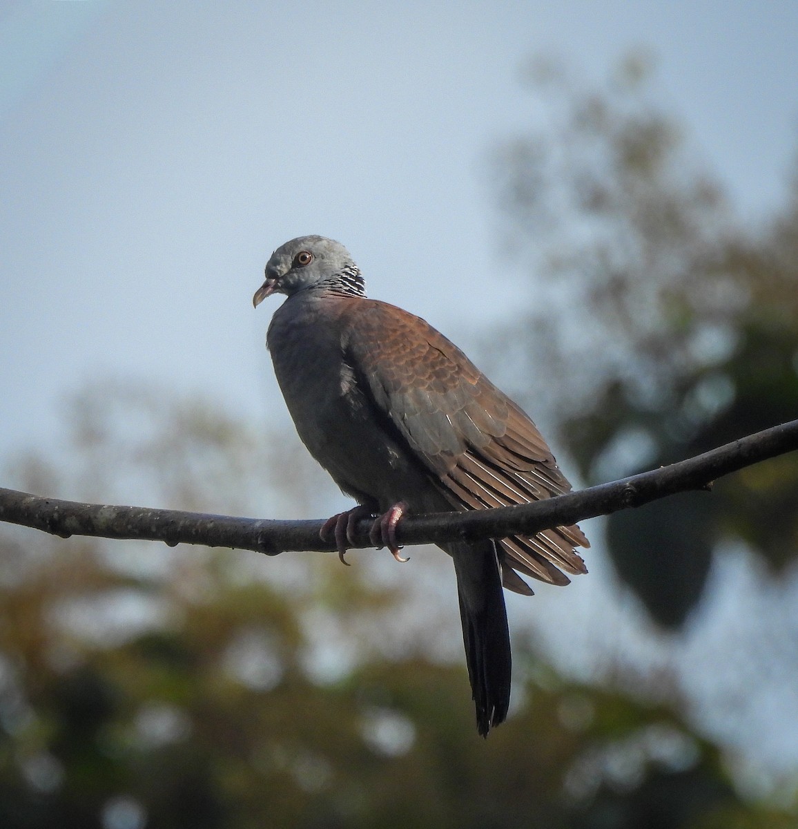 Nilgiri Wood-Pigeon - ML641477715