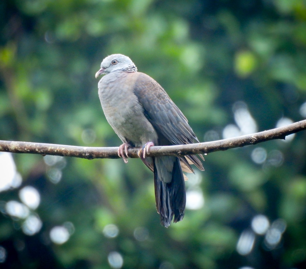 Nilgiri Wood-Pigeon - ML641477716