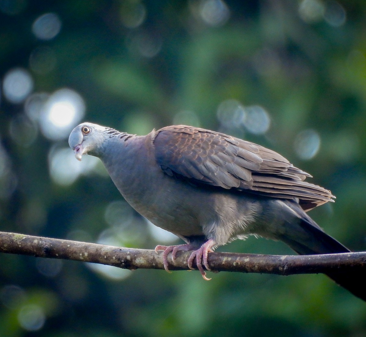 Nilgiri Wood-Pigeon - ML641477717