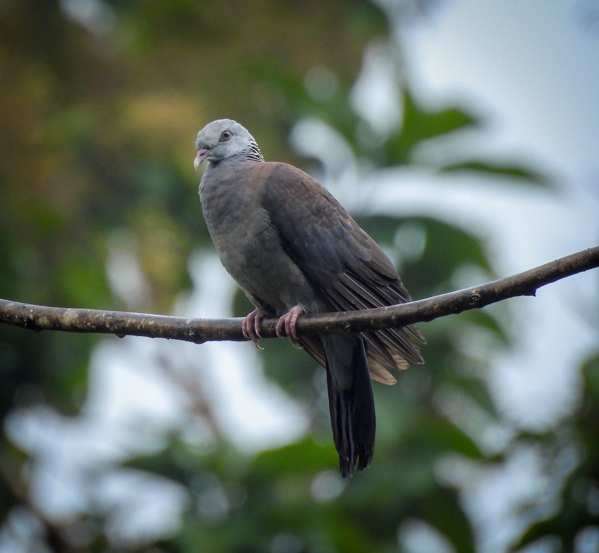 Nilgiri Wood-Pigeon - ML641477718