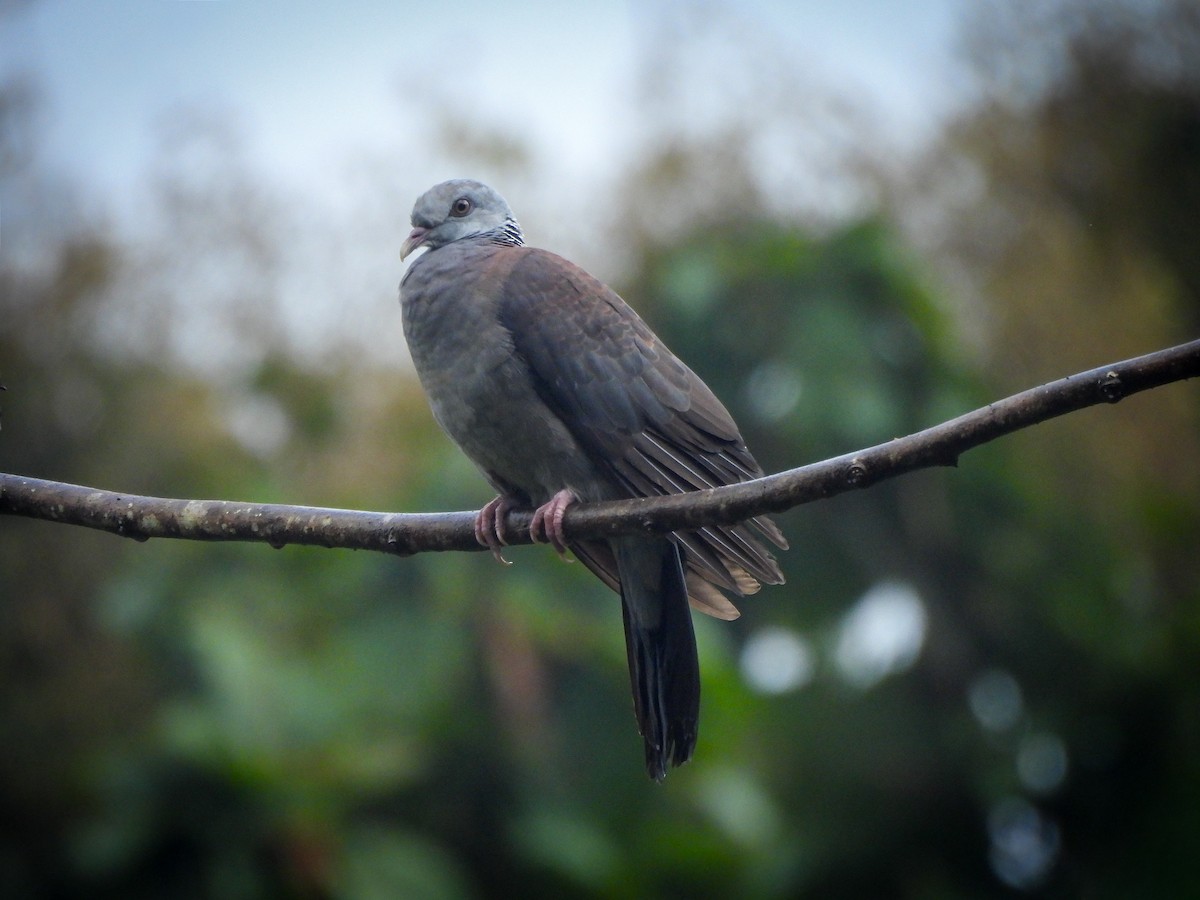 Nilgiri Wood-Pigeon - ML641477719