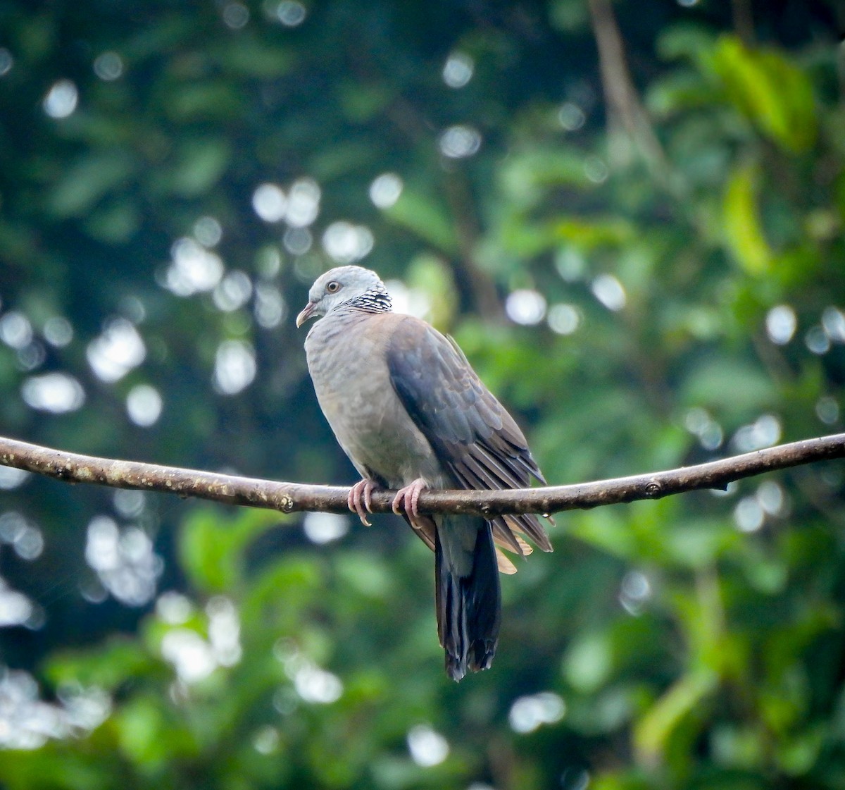 Nilgiri Wood-Pigeon - ML641477720