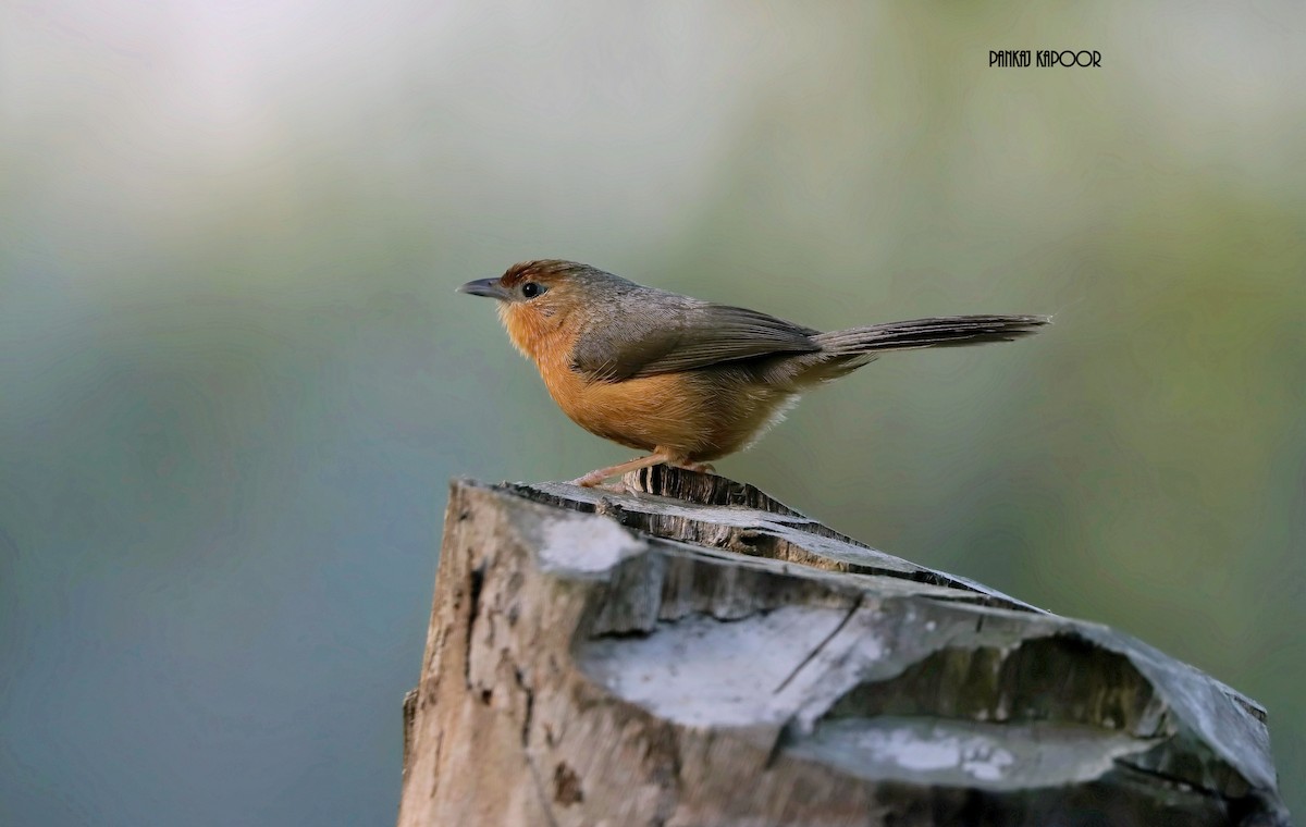 Tawny-bellied Babbler - ML641477726