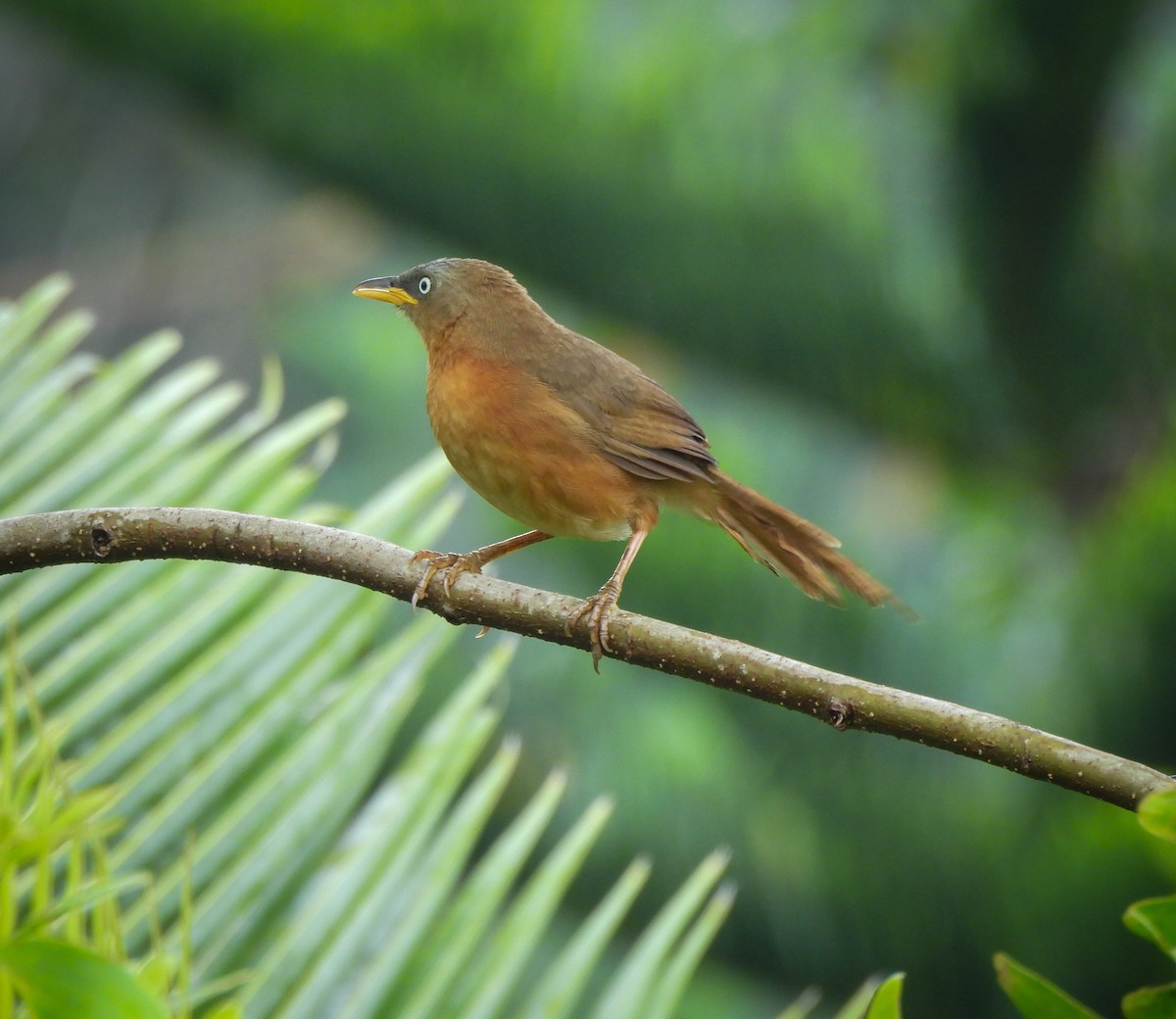 Rufous Babbler - ML641477739