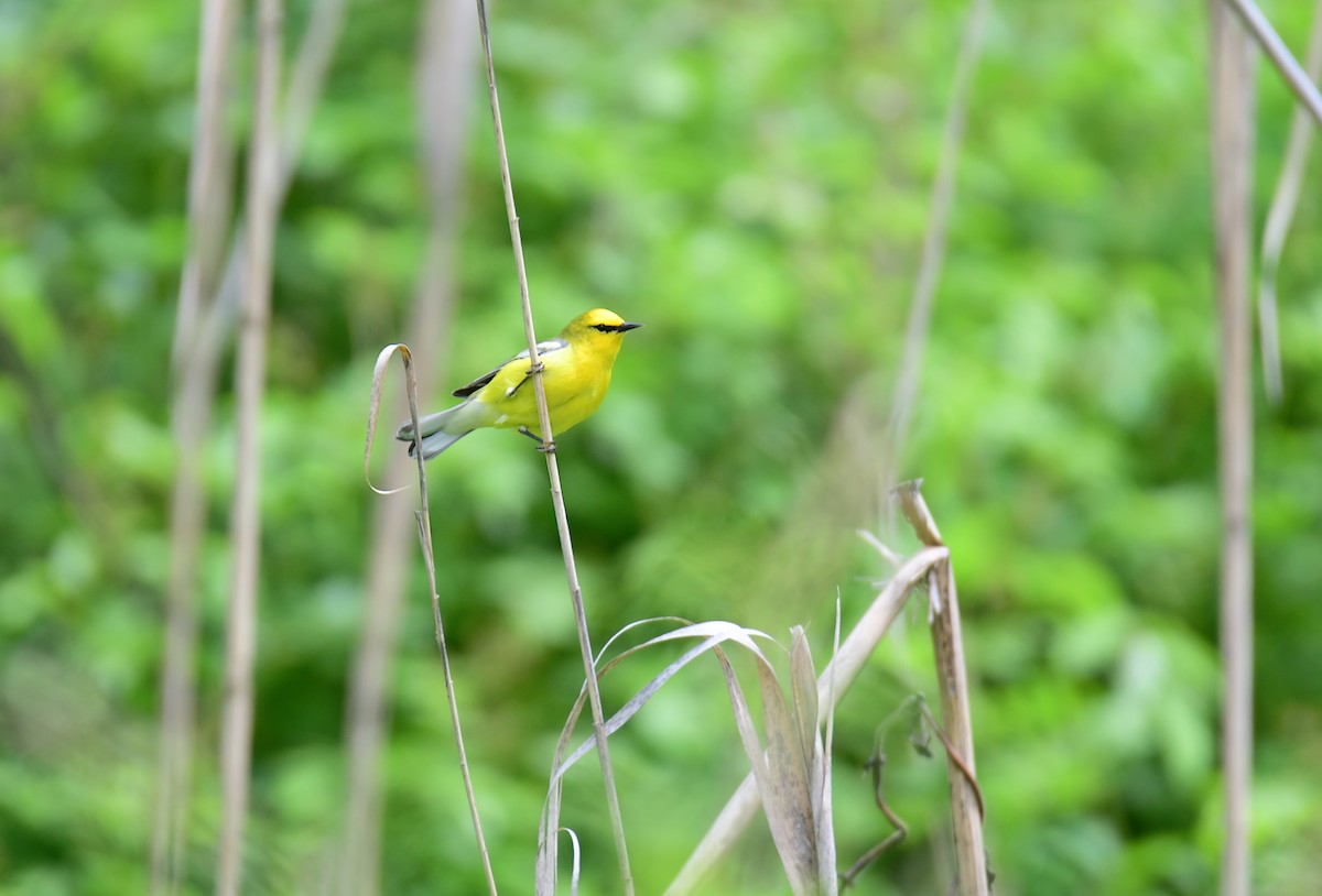 blåvingeparula - ML641477767