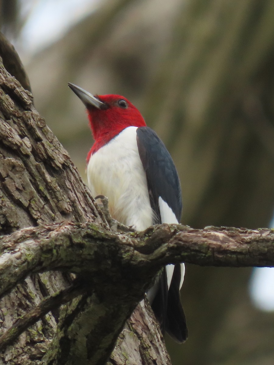 Red-headed Woodpecker - ML641477768
