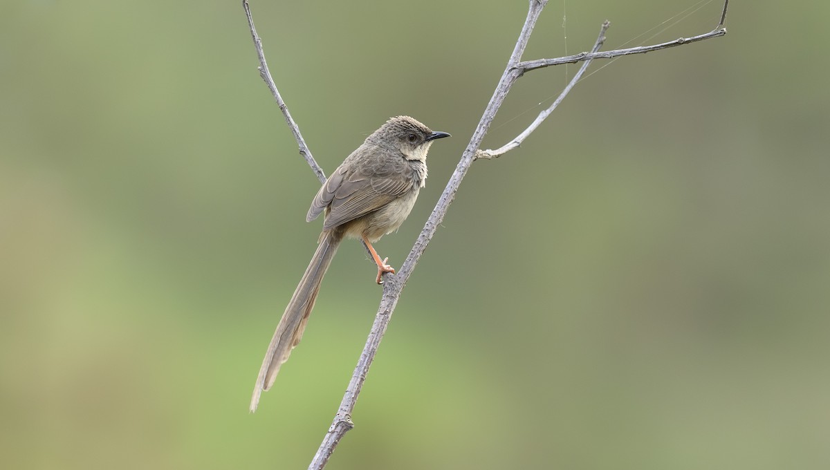 Himalayan Prinia - ML641477788