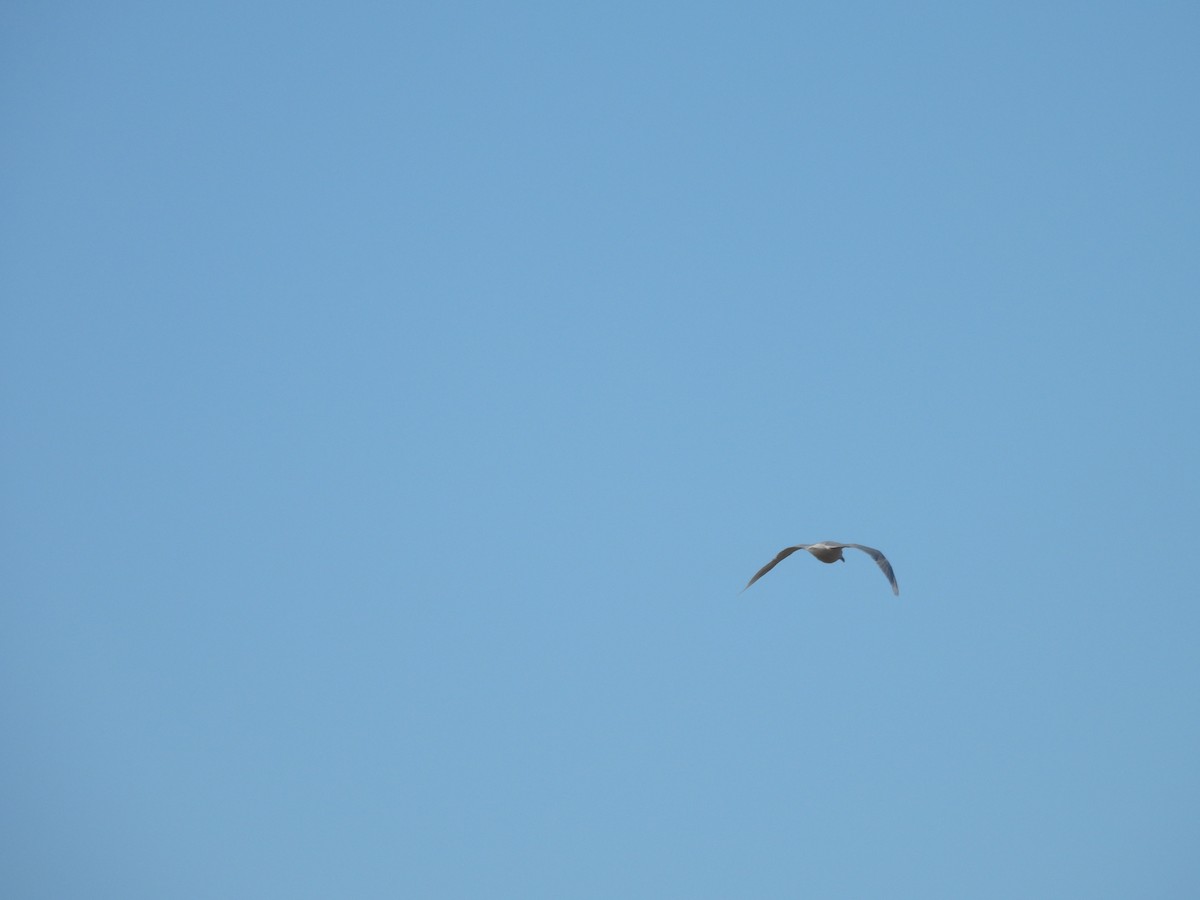 Glaucous Gull - ML641477801