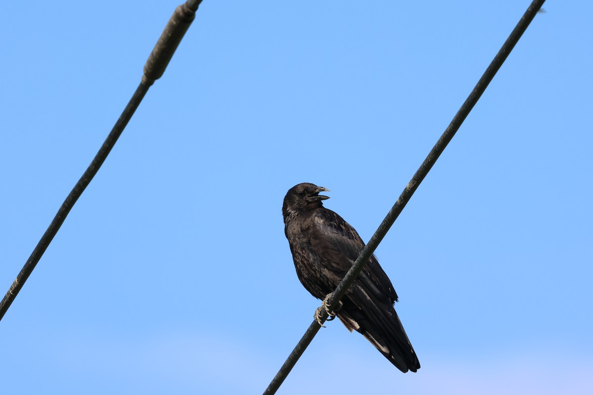 crow/raven sp. - ML641477802