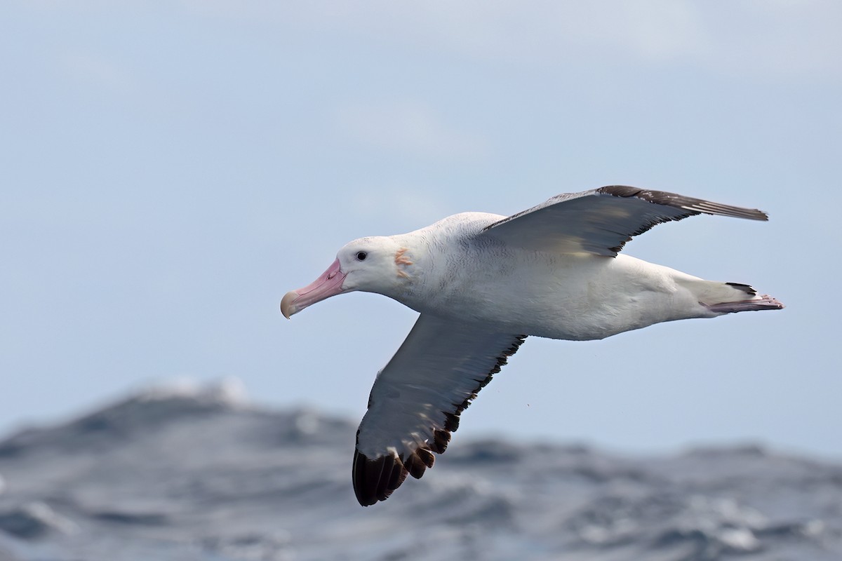 Antipodean Albatross (Gibson's) - ML641477804