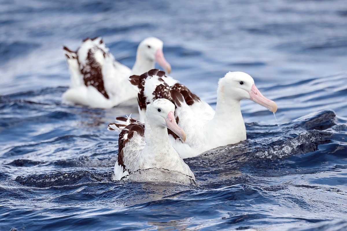 Antipodean Albatross (Gibson's) - ML641477805