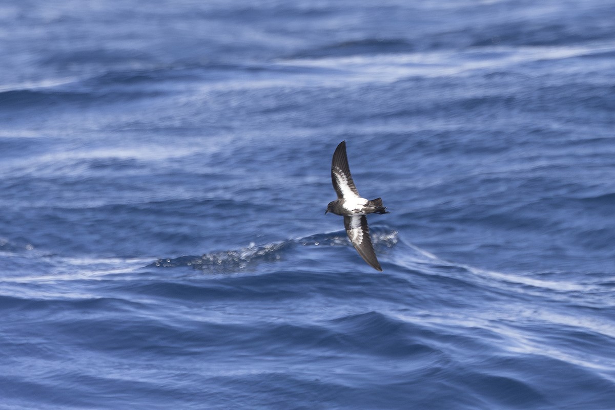 Black-bellied Storm-Petrel - ML641477806