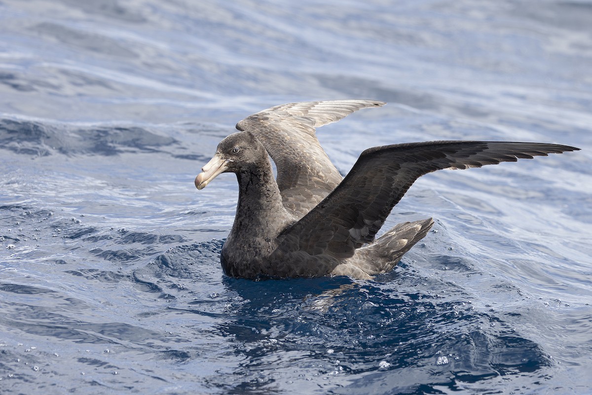 Northern Giant-Petrel - ML641477819