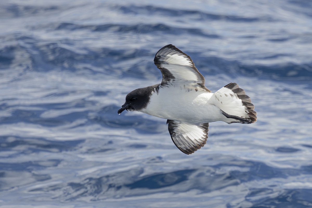 Pintado Petrel - ML641477824