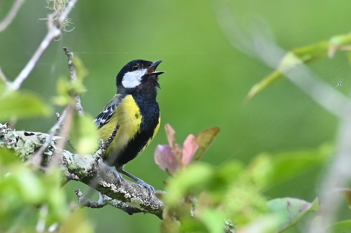 Green-backed Tit - ML641477829