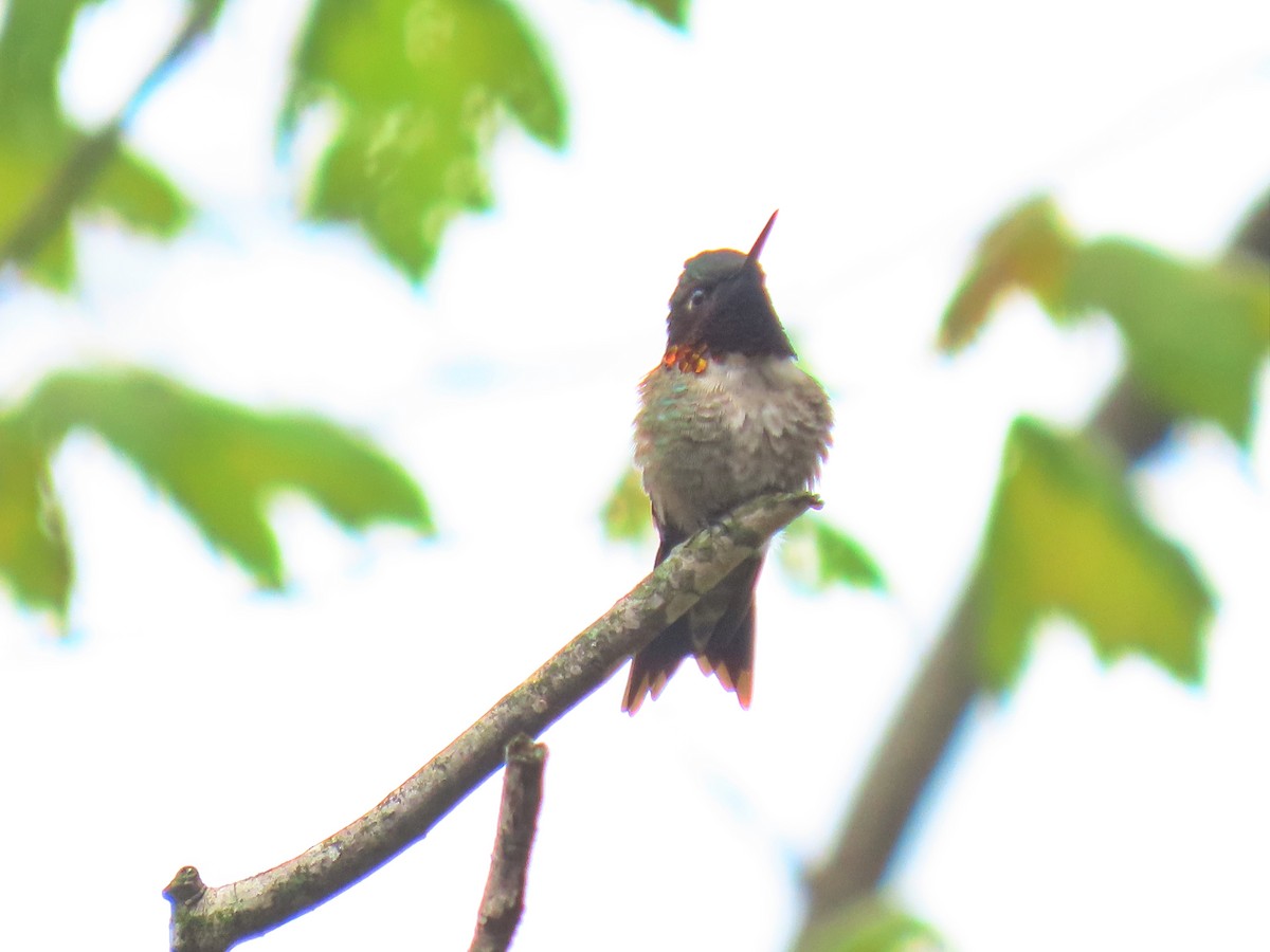 Ruby-throated Hummingbird - ML641477831