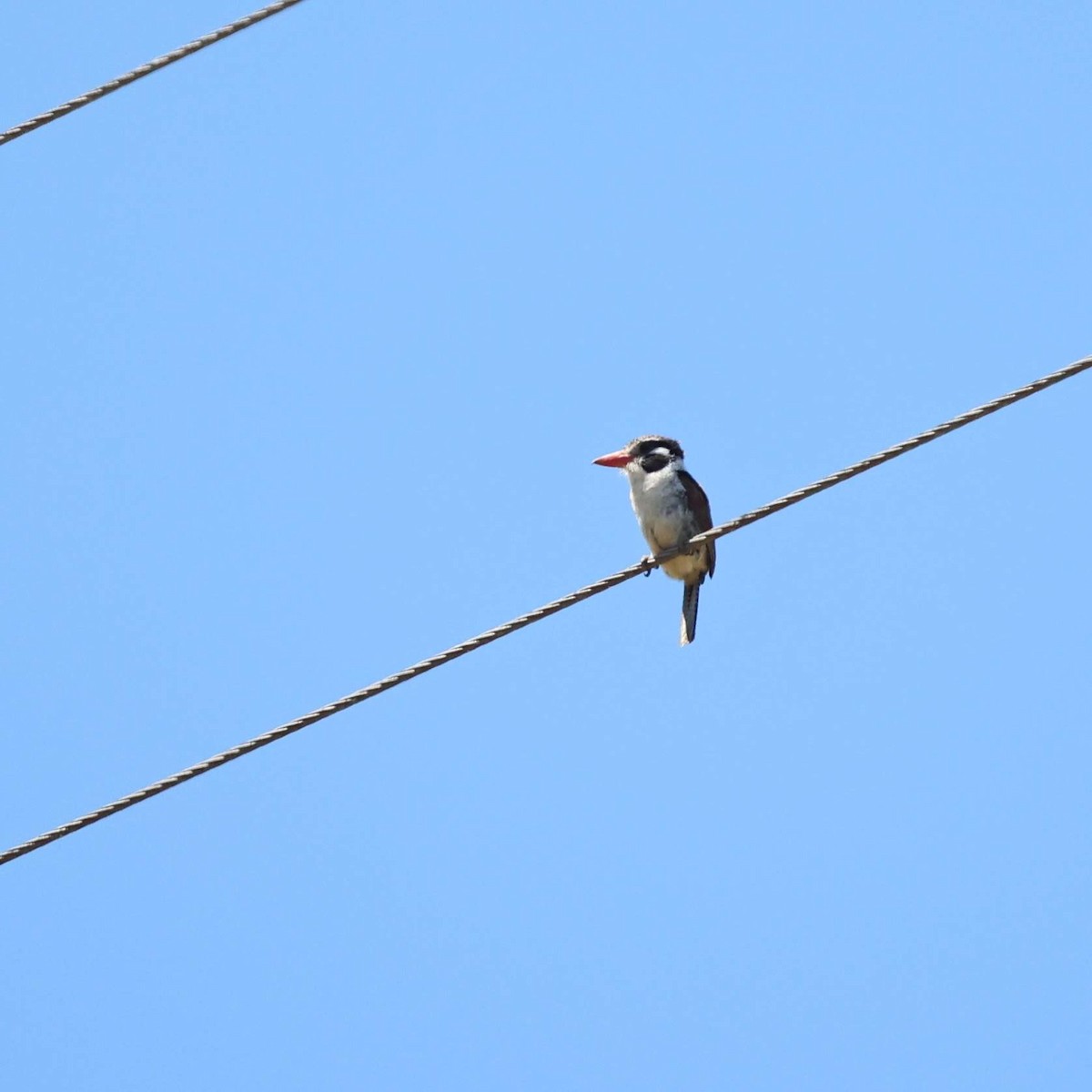 White-eared Puffbird - ML641477839