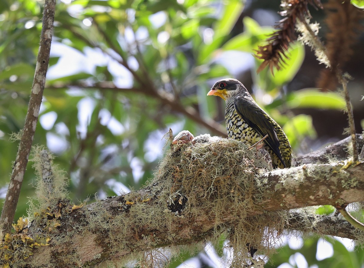 Swallow-tailed Cotinga - ML641477843