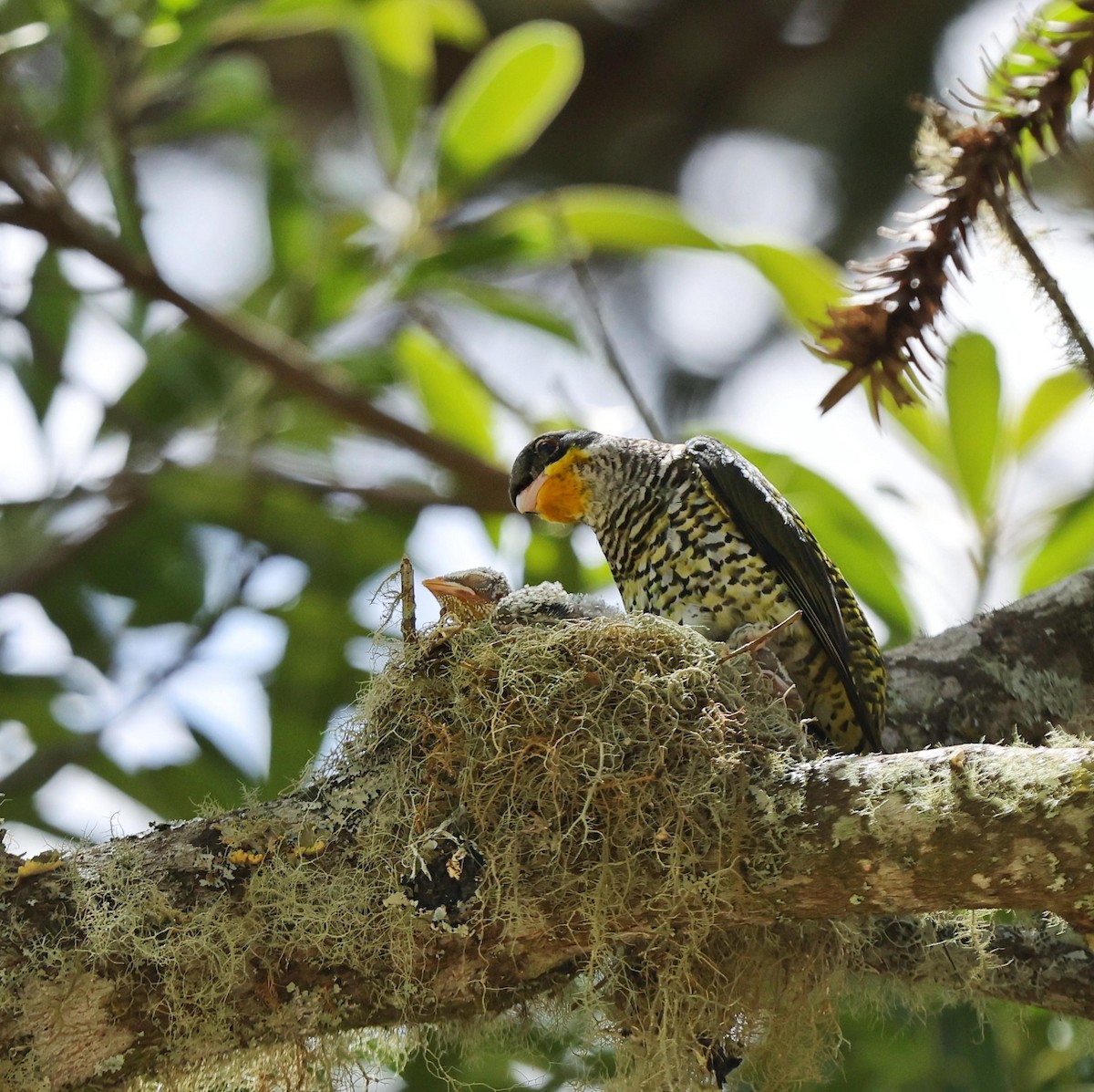 Swallow-tailed Cotinga - ML641477844