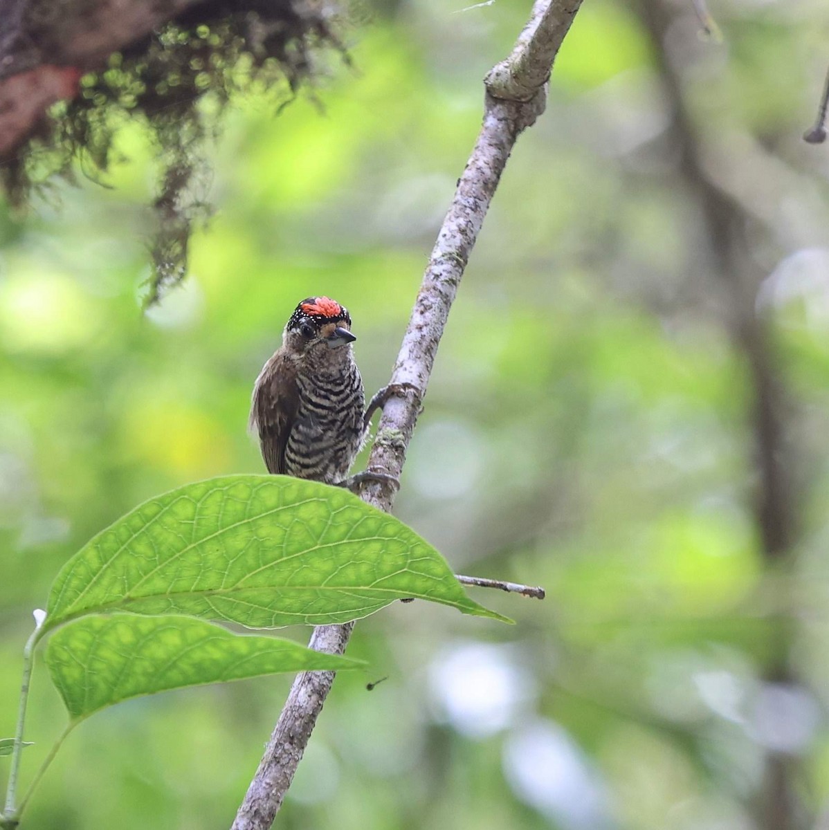 White-barred Piculet - ML641477850