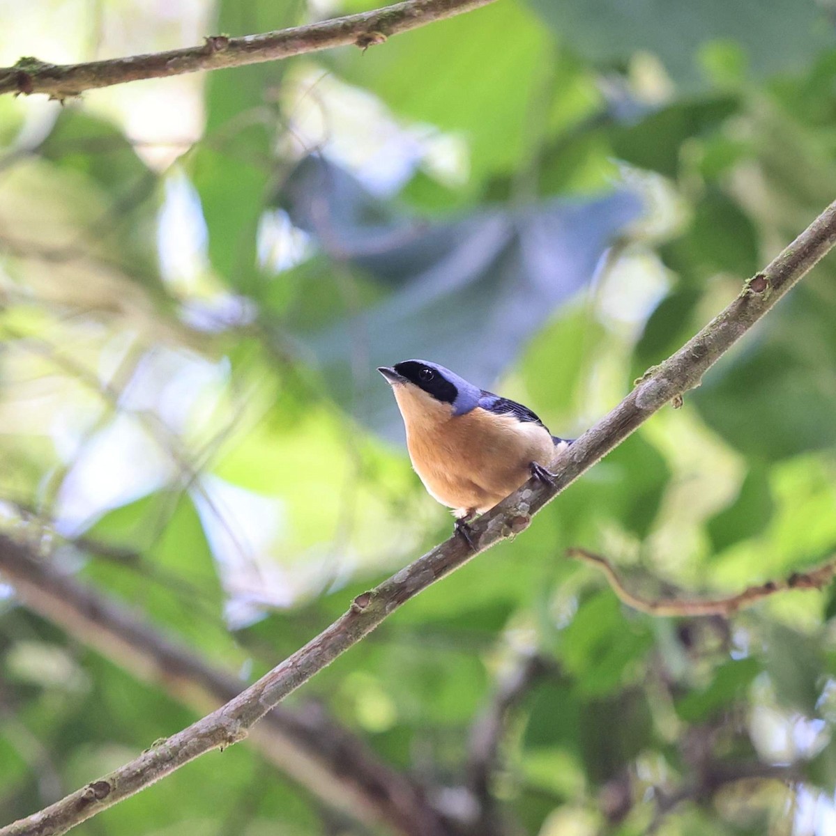 Fawn-breasted Tanager - ML641477851