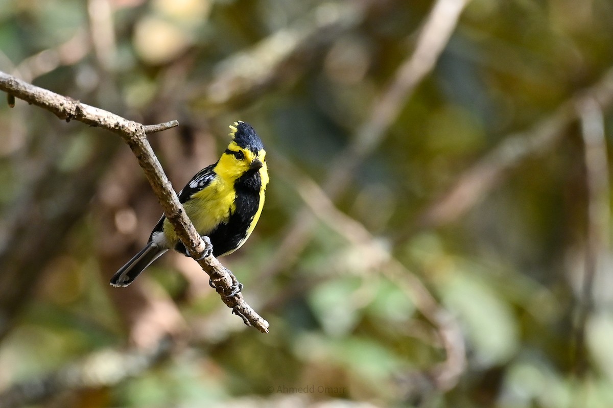 Yellow-cheeked Tit - ML641477854