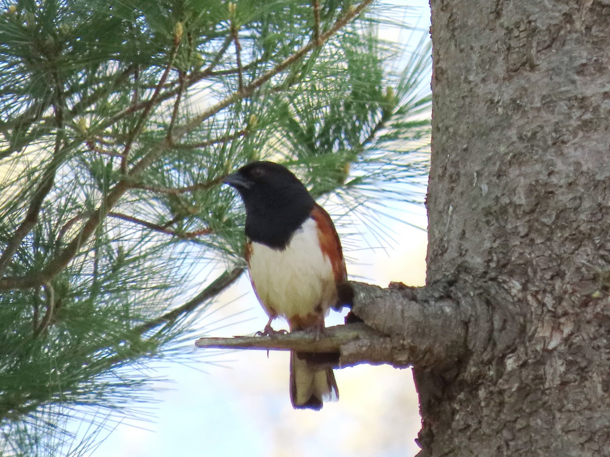 Eastern Towhee - ML641477857